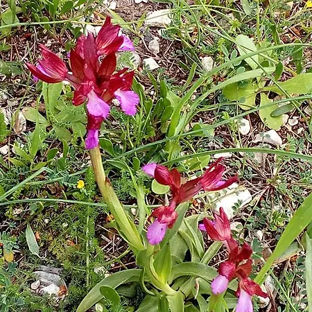Macchiaria Vieste